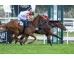  Carrera: P.Jesún Mémdez Monta: J.Gelabert Caballo: El Salor